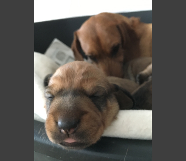 Kennel Ruhår. Kvalitetsopdræt ruhåret standard gravhund